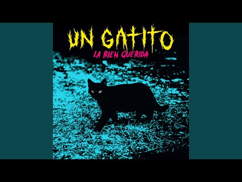 Un Gatito