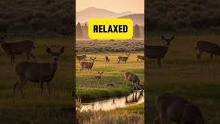 Wyoming Peace in 5 Campsites Wyoming Peace in 5 Campsites
