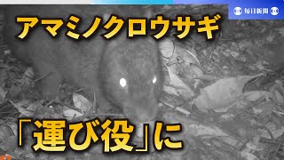 絶滅危惧種アマミノクロウサギ、光合成しない植物の種の「運び役」に