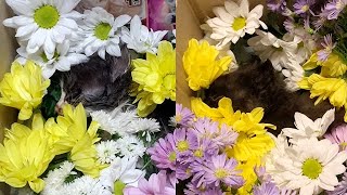 2匹の子猫が急死してしまいました