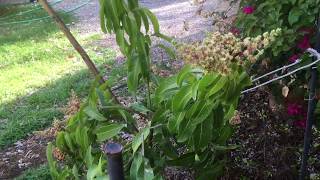 Gary Mango Tree- Spring Update