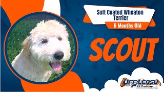 Unmatched Discipline: Scout’s Advanced Dog Training Progress! screenshot 5