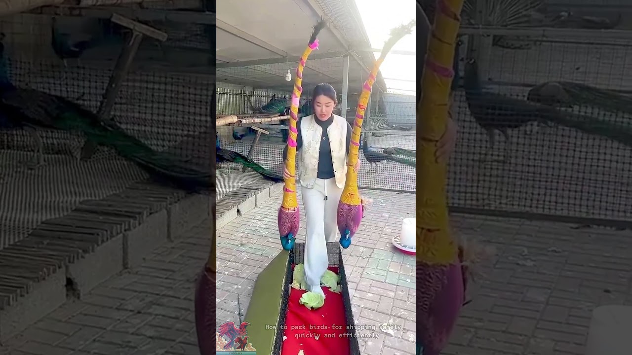 How to pack birds for safe shipping 