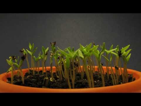 Cherry tomatoes time lapse