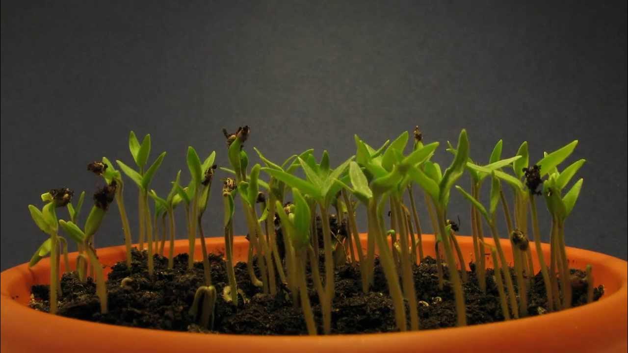 Всходы черри. Как вырастить черри на подоконнике. Желтые черри фото рассада выращивание.