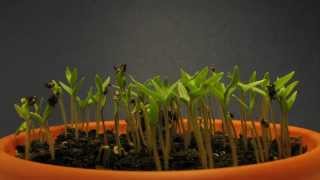 Two days of continuous growth in minutes.