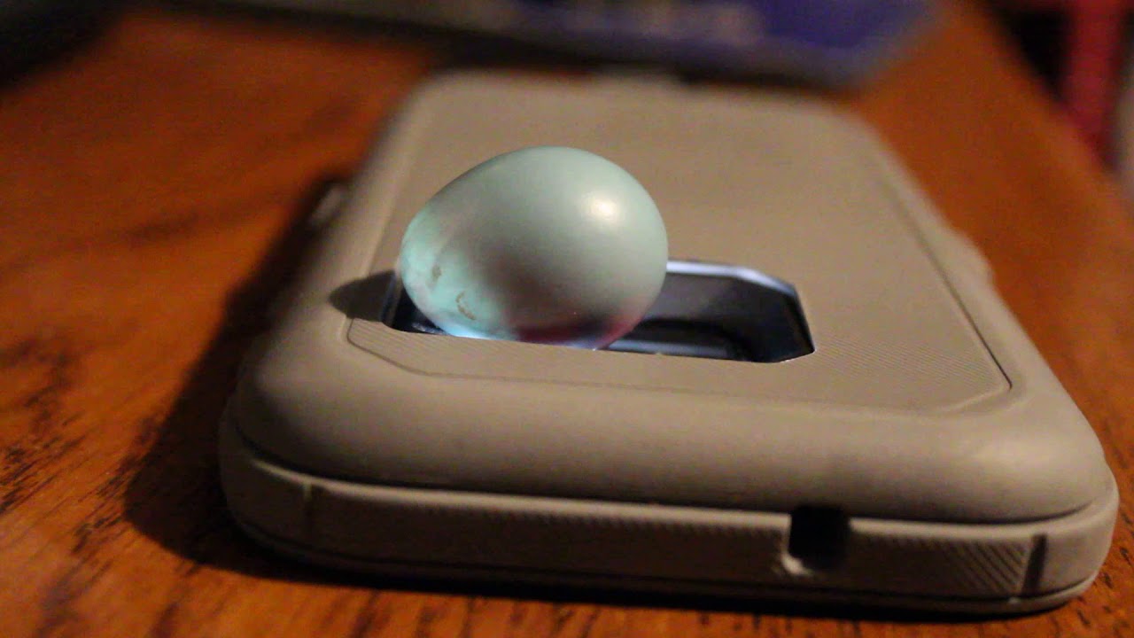 Candling a robin's egg YouTube