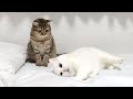 はしゃいでいる姉を変な猫を見る目で見る妹!