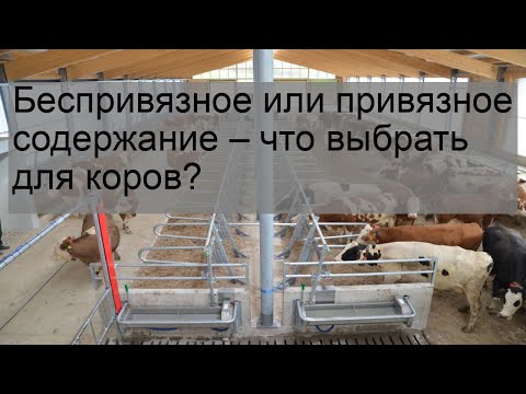 Беспривязное или привязное содержание – что выбрать для коров?