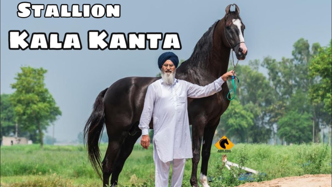 Punjab  Indias Top Stallion Kala Kanta  Behbal Stud Farm  King Of Marwari Horses  scoobers