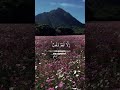 Quran is peace | Begin Your Morning With the Words of the Qur’an 🤍