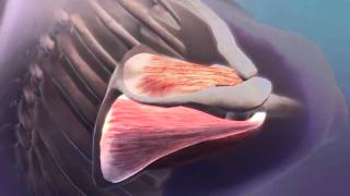 Dr. Peter Lejkowski explains the rotator cuff