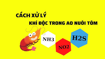 Cách Xử Lý Khí Độc Trong Ao Nuôi Tôm | Phan Diệu Nguyên