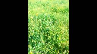 Slm 3Afakom Do5Lo 3Andi Diro Liya Aboni 9Anate Oum Muhammad Rida