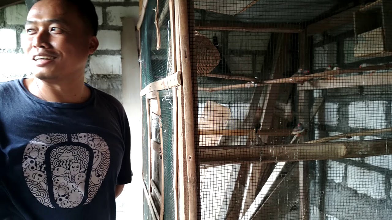 Konsultasi sama Pak Tri tentang ternak burung Zebra Finch 