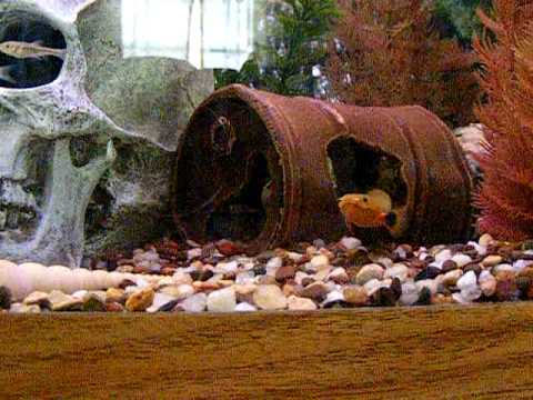 Richard's Freshwater Tank-Reed Fish