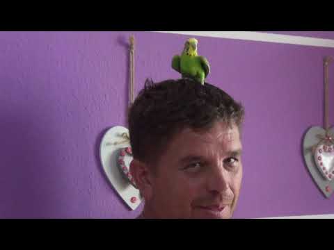 Волнистый попугай уход и содержание лечение волнистого попугая Вакцинация от клещей