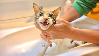 First shampoo for a skinny cat