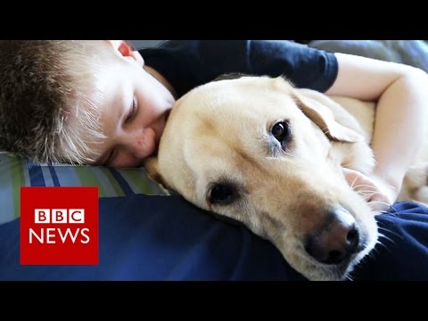 Video: Teenager With Autism neemt zijn hond mee naar de finale van het Crufts Dog Championship