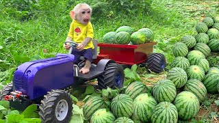 Jic Jic drives the farm truck to the garden and harvests watermelons