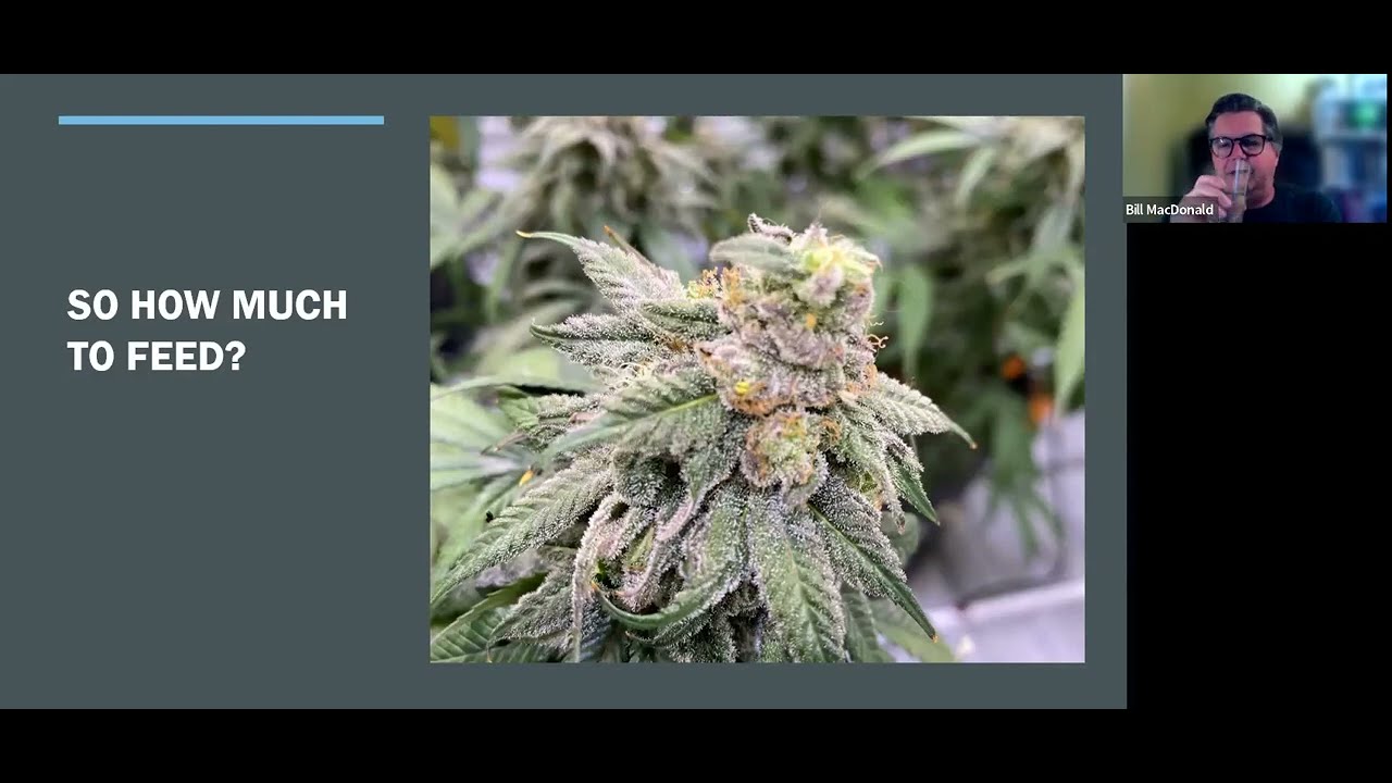 GrowON Webinar - Phosphorus and Cannabis: How Much is Enough?