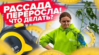 КАК ВЫСАДИТЬ ТОМАТЫ, ЕСЛИ ВЫТЯГУЛИСЬ? Посадка лежа