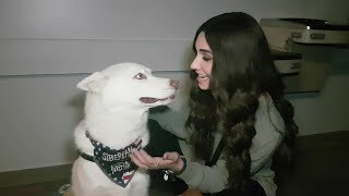 Celebrity Interview with Cody and Brandi Rhodes' Dog Pharaoh Net Worth