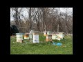 MJ Farmstead  is inspecting honeybees