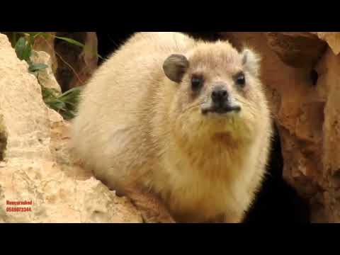 الوبر الصخري