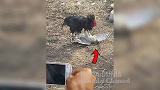 Salah Pilih Lawan, Burung Elang Jadi Sasaran Empuk Ayam Jago Saat Coba Memangsa Ayam Betina HD