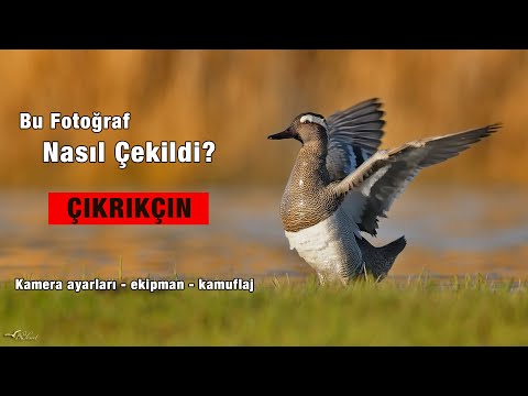 Video: Ördek wigeon: kuşun tanımı, özellikleri, fotoğrafı