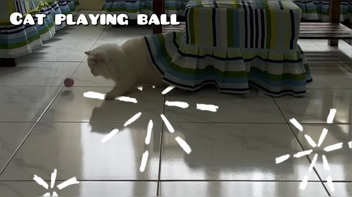 Video 10250521: persiancat cat cutecat, ball persian cat, white persian cat playing, cat first