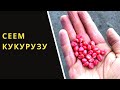 СЕЕМ КУКУРУЗУ ПРЯМО ПО СОРНЯКАМ. (БЕЗ КУЛЬТИВАЦИИ)