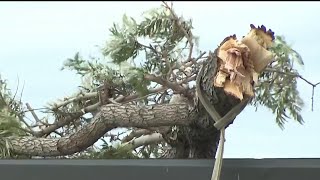 City Heights man dies after tree limb falls on him on Christmas Eve | NBC 7 San Diego