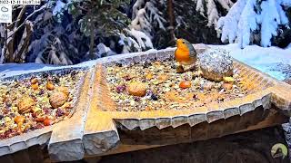 🧡 Wszyscy kochamy rudzika (Erithacus rubecula) 🧡