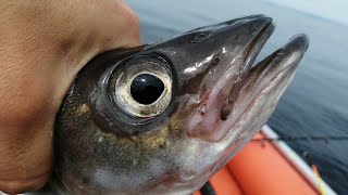 Рыбалка на острове Стенина, 22 06 2021 год, Хасанский район, Ловим камбалу, минтая, бычков .