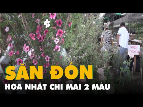 Video Cây nhất chi mai, hoa có hai màu giá cao ngất ngưỡng... - youtube
