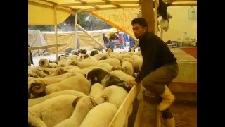 Süper Kurban Koçları Tokat Erbaa Kara Yaka İstanbu