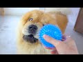 ボールの遊び方が独特すぎるチャウチャウ犬