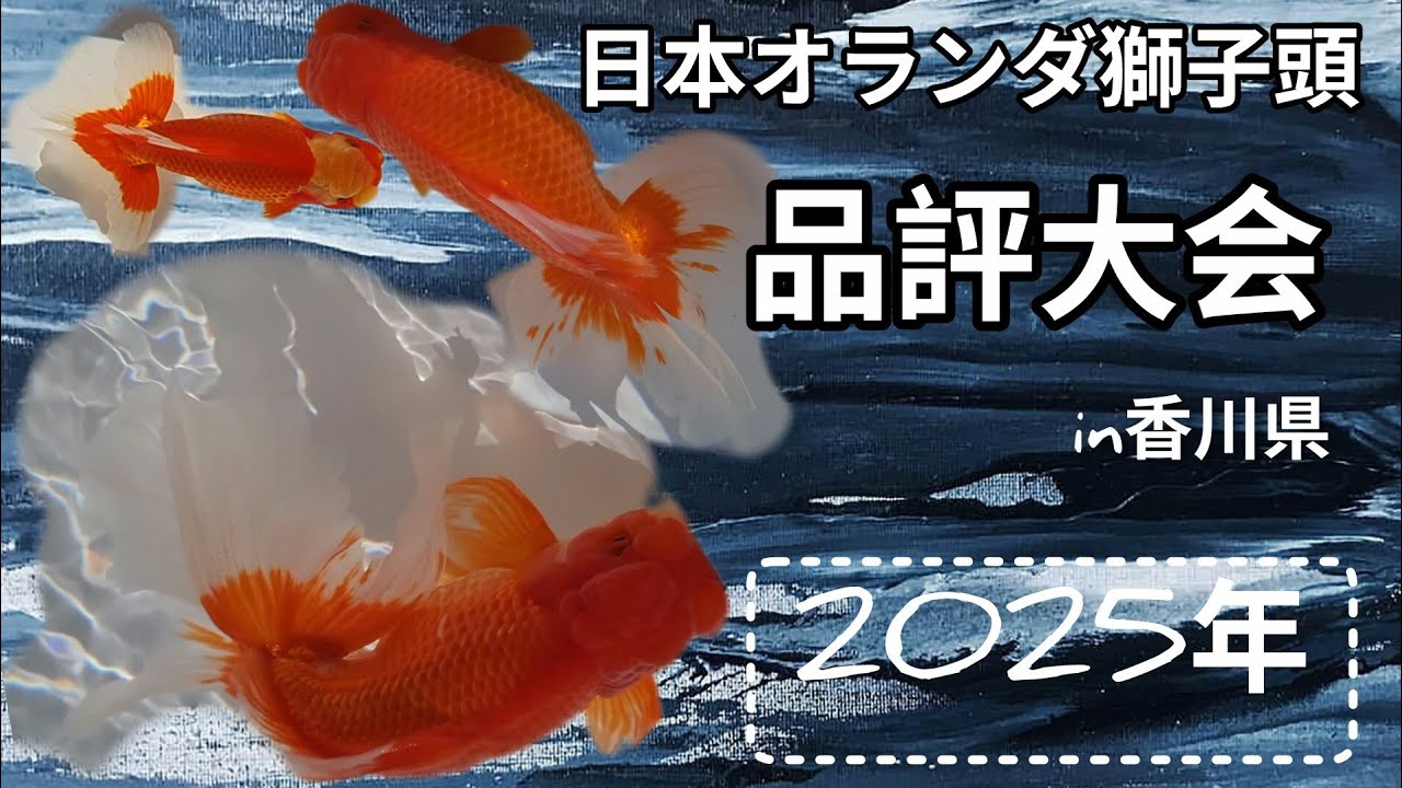 2025年11月16日(日)【日本オランダ獅子頭全国品評大会】in香川県〜東かがわ市〜素晴らしいオランダここに集結！！