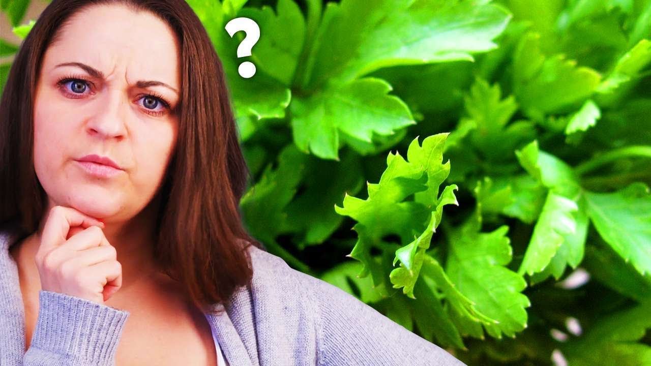 Benefits Of Eating Cilantro For Weight Loss YouTube