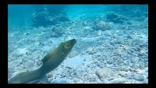 Scuba Diving Sombrero Reef in Marathon!