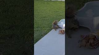 New Baby Squirrel. Meet Tiny Mighty