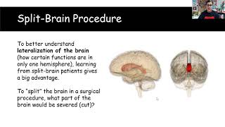 Lateralization and Split Brain Procedures