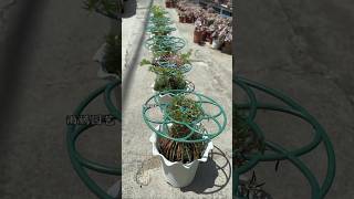 Wow make grow up beautiful Portulaca flowers | Garden idea #shortvideo #portulacaflower