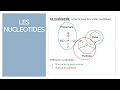 M1AV1 Les nucléotides