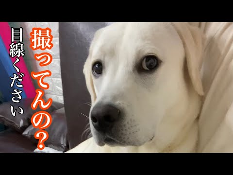 時折くれるカメラ目線が かわいい 愛犬 ラブラドールレトリバー Labrador Retriever Shorts Youtube 時折くれるカメラ目線が かわいい 愛犬 ラブラドールレトリバー Labrador Retriever Shorts Youtube