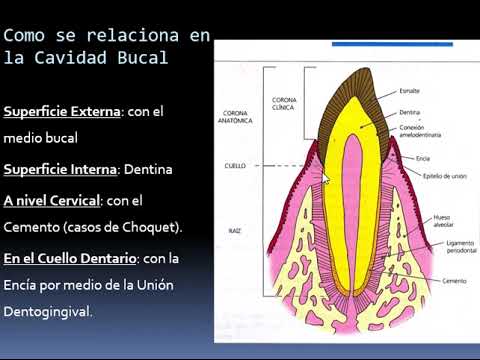 Histología del cemento dentario 