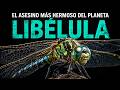 Para qué sirven las libélulas: la verdad sobre los animales más eficientes