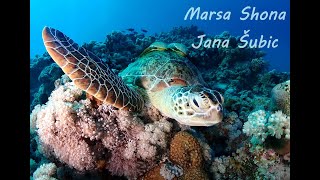 Marsa shona - green turtle by Jana Šubic Jurjavčič 78 views 3 months ago 7 minutes, 54 seconds